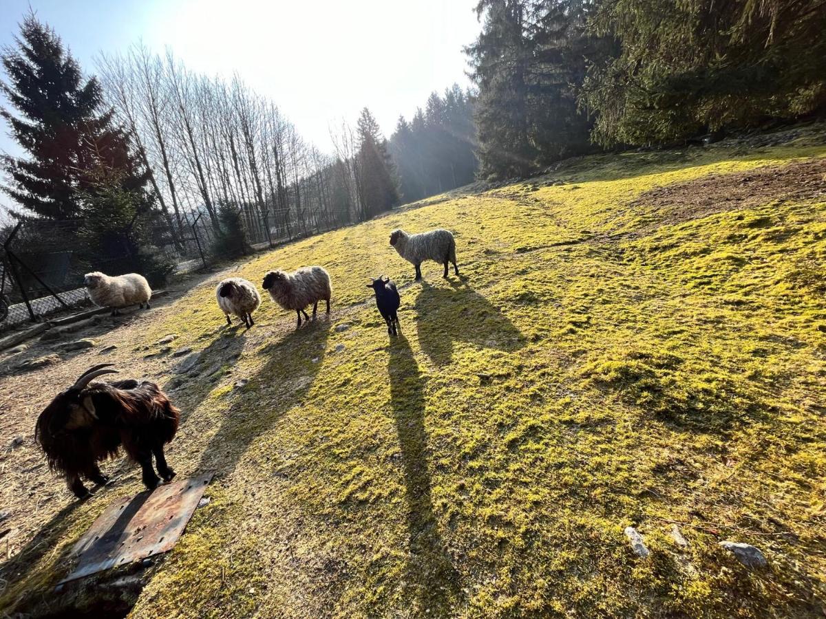 Ferme Des Jonquilles 15P - Billard, Ps4, Salle De Sport Gerardmer Exterior photo